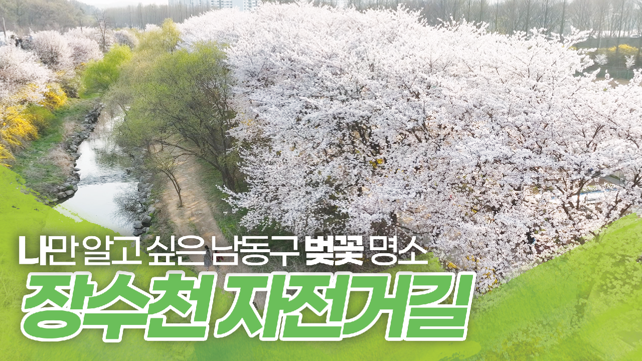 나만 알고 싶은 벚꽃 명소[ 장수천 자전거길]의 썸네일